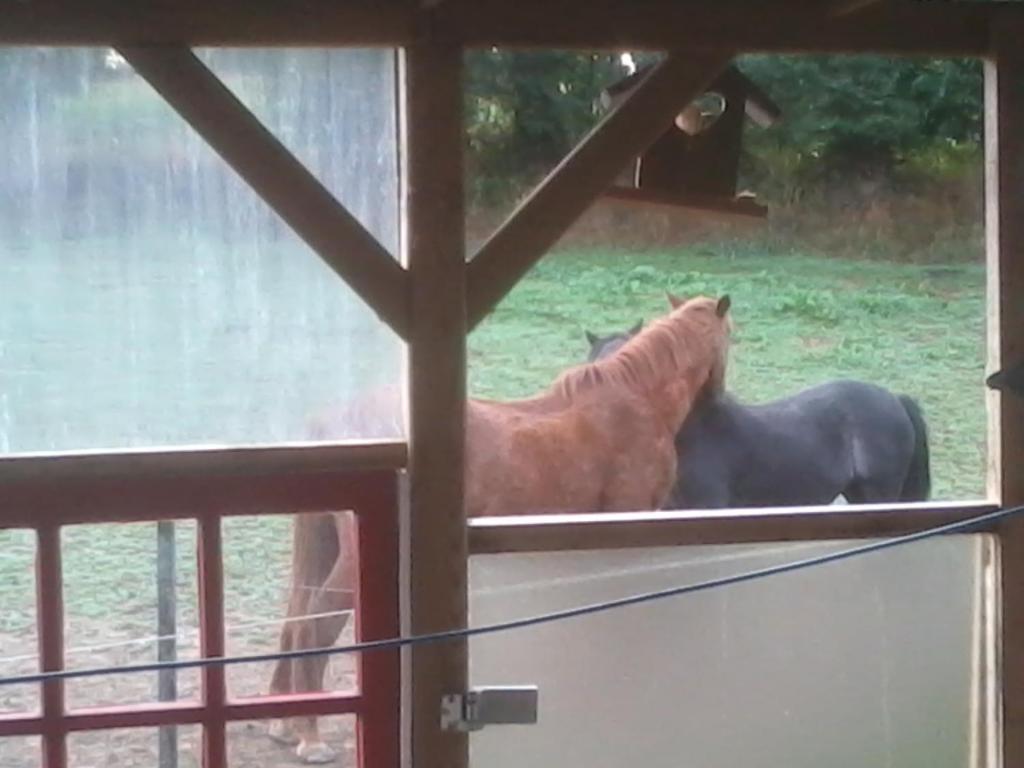 Séjour chez l'habitant Halte equine 46, LES NOES, 22210 Plémet