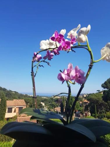 Hameau du soleil Cavalaire-sur-Mer france