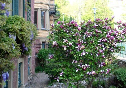 Appartements Haus Häselbarth Frühlingstraße 4 Bad Kissingen