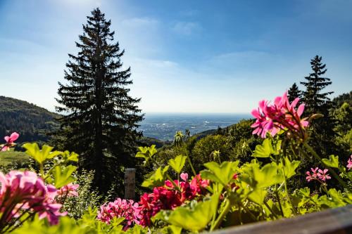 Appartements Haus Schauinsland Bergweide 30 Sasbachwalden