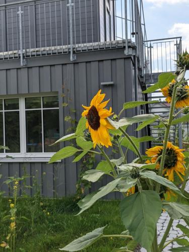 Maison de vacances Haus zur Aach 19a Alte Uhldinger Straße Uhldingen-Mühlhofen