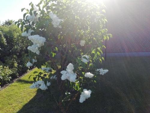 Häuschen im Grünen Jörnstorf allemagne