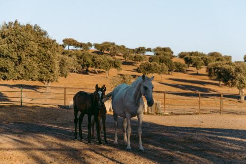 Herdade da Caniceira Ervedal portugal