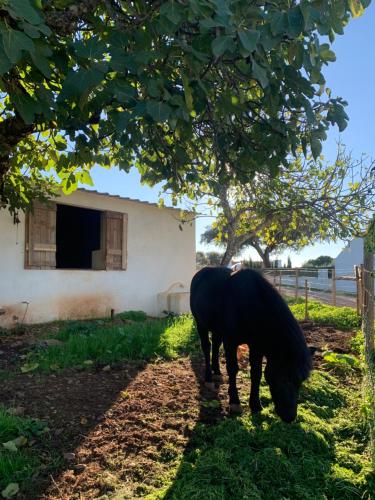 Séjour à la ferme Herdade Da Maridona - Agroturismo Estrada da Maria Dona Caixa Postal 60, Glória, Estremoz Estremoz