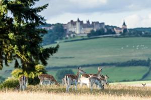 Hôtel Château Sainte Sabine Route Departementale 970 21320 Sainte-Sabine Bourgogne