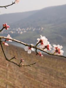 Hôtel Gastehaus Weingut Rossler Rheinstrasse 20 65391 Lorch am Rhein Hesse