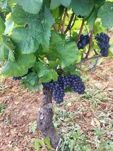 Gite La Maison du Tonnelier, Route des Grands Crus