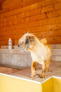 Hotel Pharisäerhof- Nordseeurlaub mit Hund