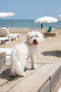 Hôtel Plage Palace & Spa