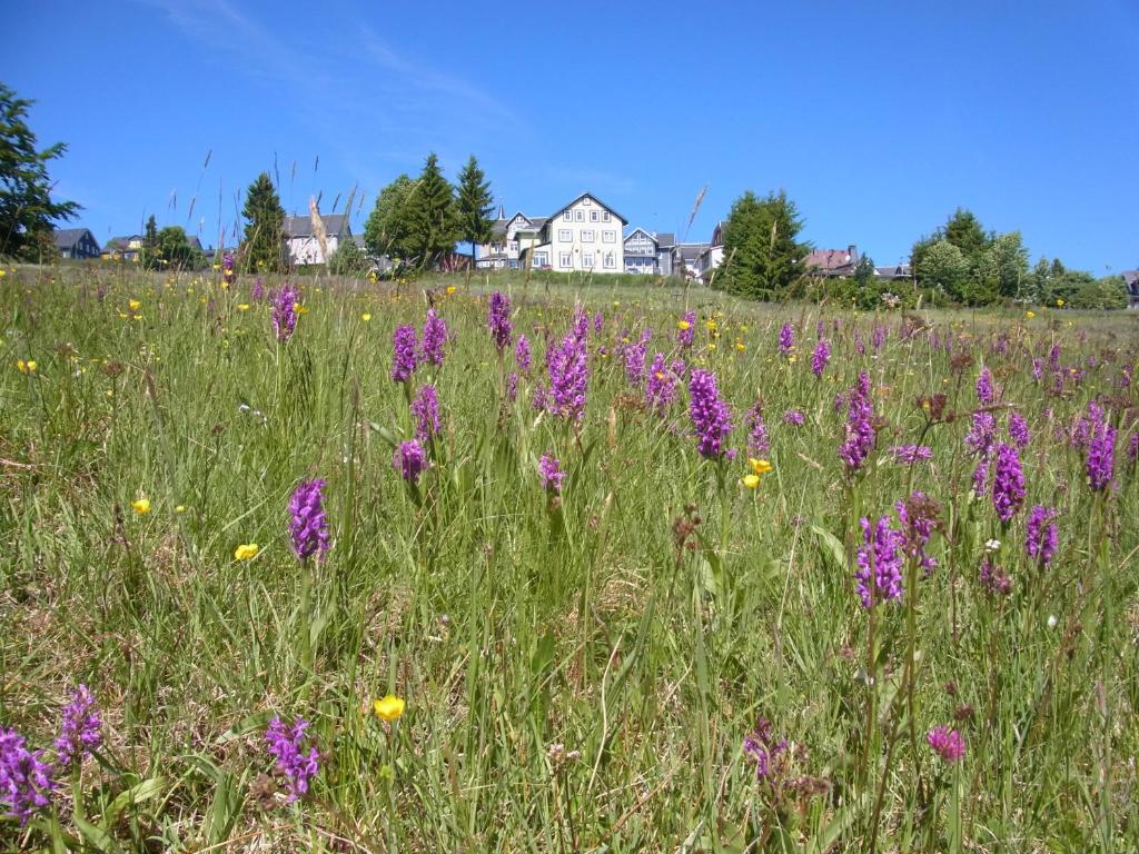 Hôtel Hotel Schöne Aussicht An der Schönen Aussicht 3 98666 Masserberg