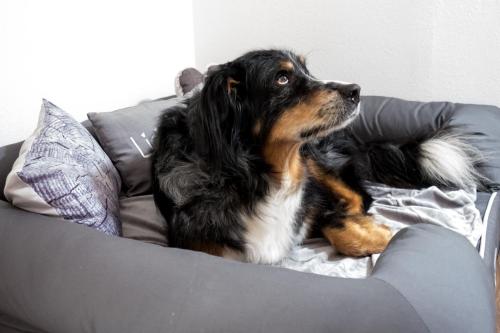 Landhaus Schulze - Ihr hundefreundliches Hotel im Harz
