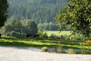 Hôtel Landhotel Bayerwald Wühnried 26 94539 Grafling Bavière