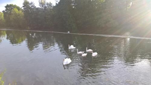 LES RIVES DE L'ISLE
