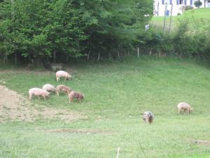 Logis Hotel Ur-Hegian