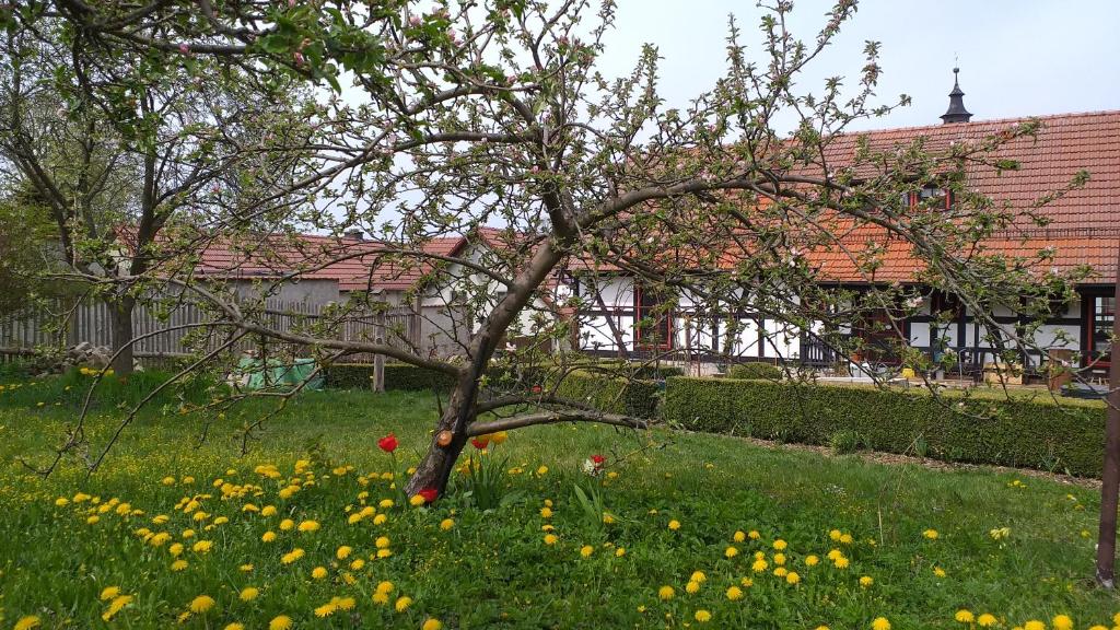 Pension Töpferhof Im Dorfe 5 A (hinterhaus), 99438 Bad Berka