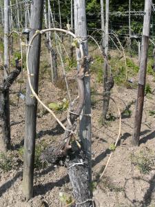 Weinhotel Hubertus Garni
