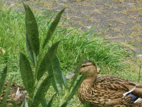 HR Cottage am Honigbach Coesfeld allemagne