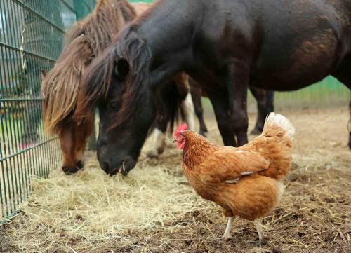 Appartements Kleehof Fam. Munz 15 Diekstraat Norderfriedrichskoog