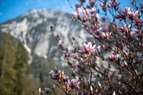 Appartements Knoglerhof Knogl 1 Ruhpolding