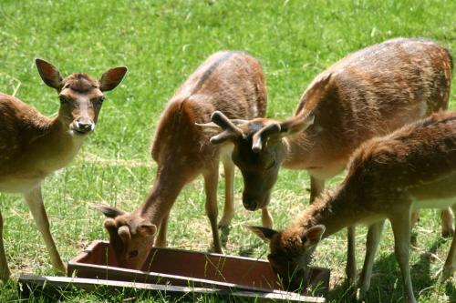 Appartement Künstlerhaus Rehblick 26 Dorfstraße Rockeskyll