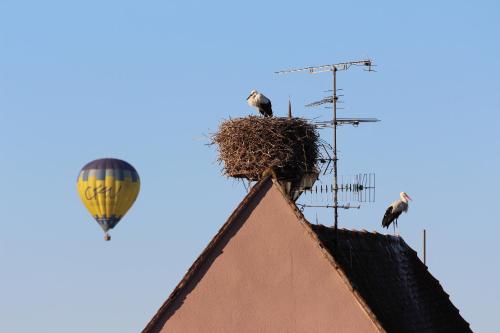 La belle alsacienne - Route des vins d'Alsace Hattstatt france