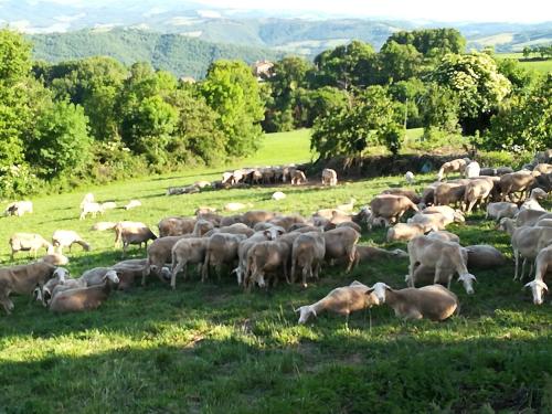 La Caze Gites Broquiès france