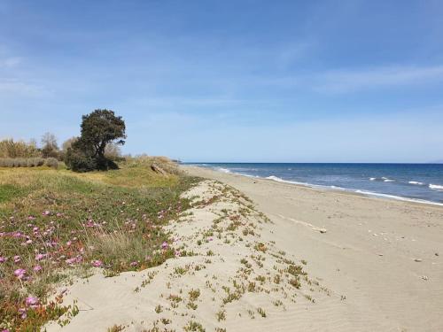 Appartement La corse les pieds dans l'eau à 2 min de la plage L'Avillanella Poggio-Mezzana