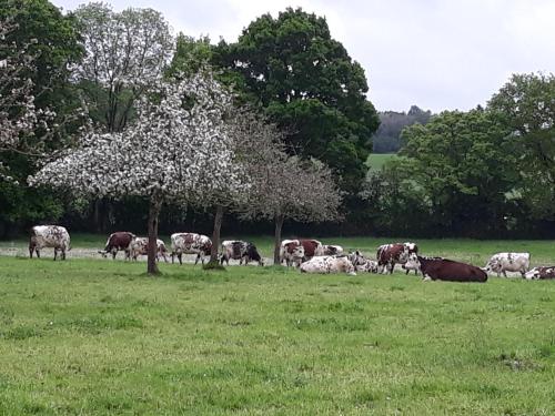 La Ferme Buissonnière Gîte La Lande-de-Lougé france