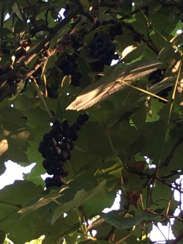 B&B / Chambre d'hôtes La Ferme Des Vignes LES VIGNES - Hotot En Auge Hotot-en-Auge