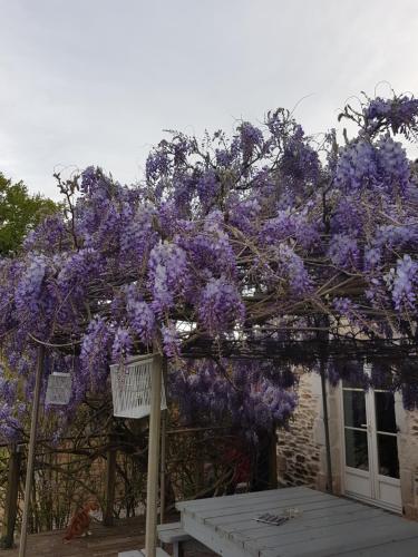 Maison d'hôtes La THIBAUDIERE Glycine 16 La Faye Châlus