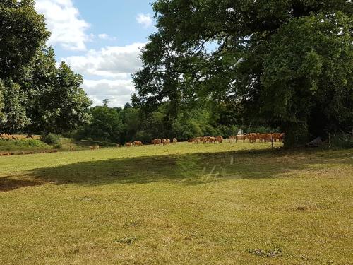 La THIBAUDIERE Tilleul Châlus france