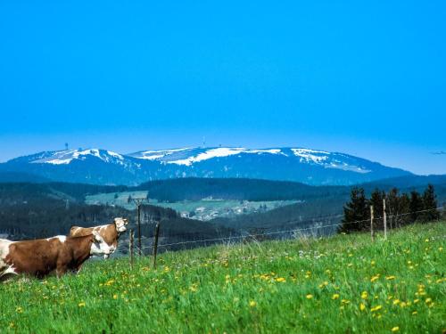 Landgasthof Alpenblick an der Wutachschlucht Südschwarzwald Löffingen allemagne