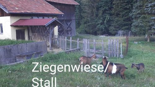 Auberge Landgasthof Vogl - Zum Klement Tanneneckstraße 5 Neukirchen beim Heiligen Blut