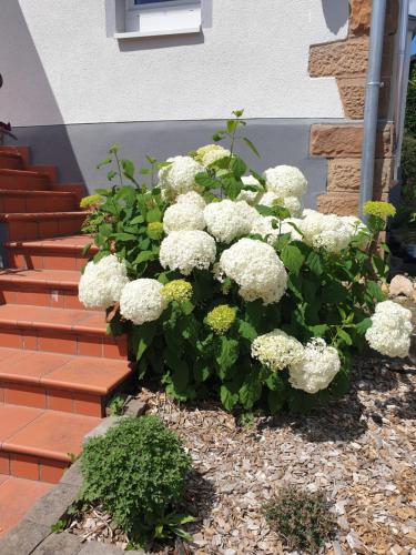 Maison d'hôtes Landpension zur Hainbuche 18 Frauenberg Romrod