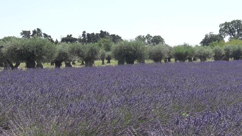 Le clos des vergers LʼIsle-sur-la-Sorgue france