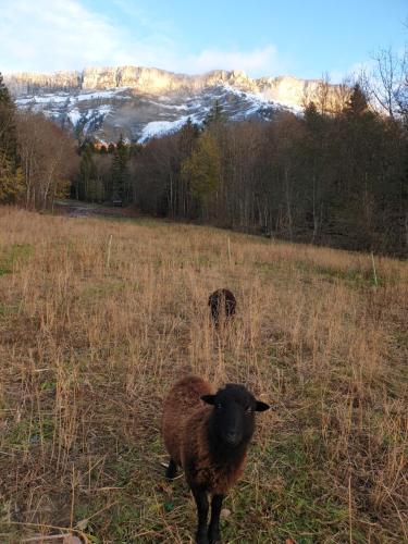 Appartement Le Cocon de Plainpalais 313 Chemin De La Source De La Leysse Les Déserts