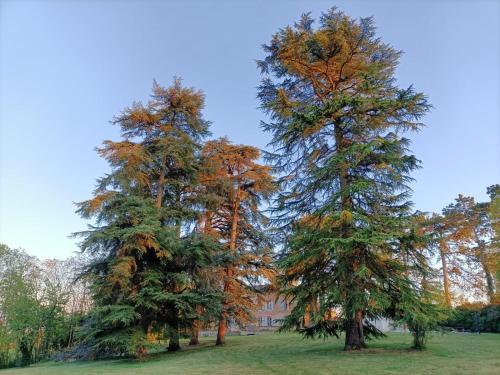 Le Jardin Des Cèdres Lavaur france