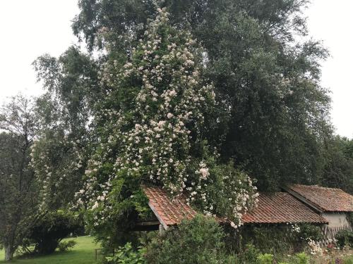 Le Jardin Sauvage Maintenay france