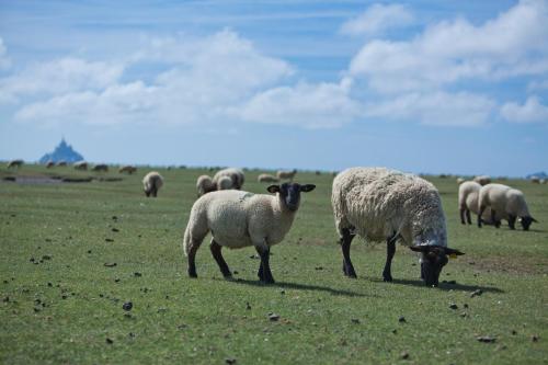 Le Mouton Blanc Le Mont-Saint-Michel france