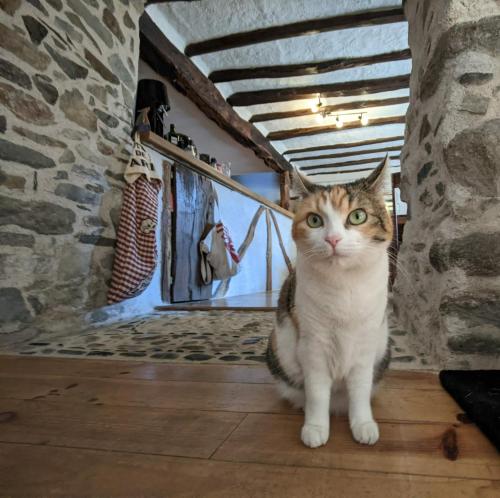 B&B / Chambre d'hôtes Les Chatougoulis Ourjout Les Bordes-sur-Lez