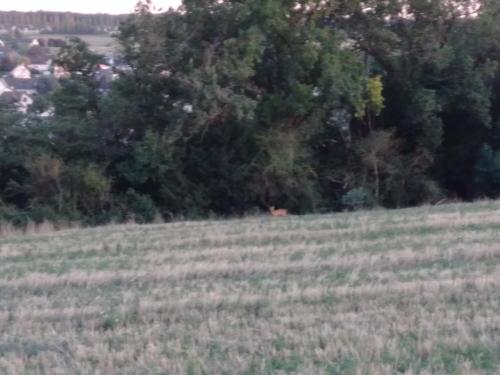 B&B / Chambre d'hôtes Les Chevreuils - une chambre calme en famille 20 Rue des Vallées Amboise