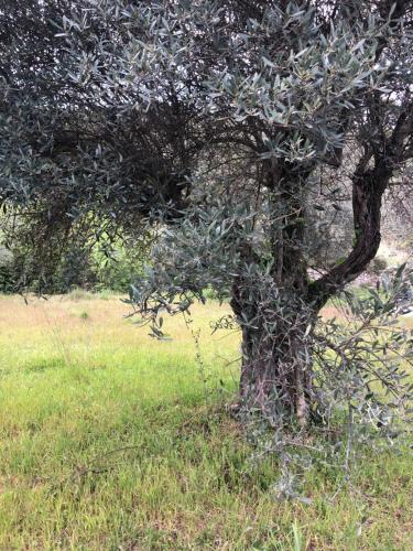 B&B / Chambre d'hôtes Les Garrigues Bleues 282 A chemin d'Asperes. Le Cagnardas Tornac