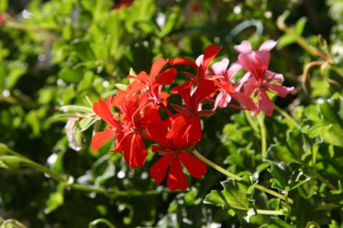 Les Geraniums Le Barroux france