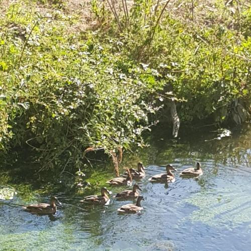 Les gîtes équestre de ninon Moult france