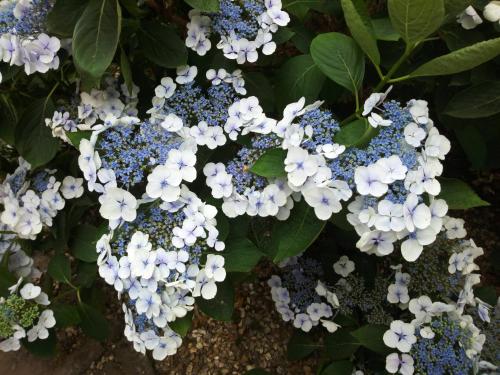 B&B / Chambre d'hôtes Les hortensias 83 Rue du Pavillon La Feuillie