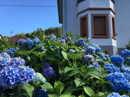 Les hortensias en Alsace - meublé de tourisme 3 étoiles Barembach france