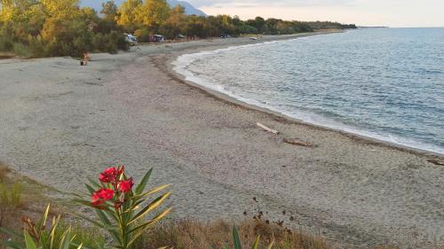 Appartements Les jardins de la mer marine de bravone - pour 4 pax plus 2 enfants piscine coté mer Bat A 103 - 104 Stolfaccie Linguizzetta