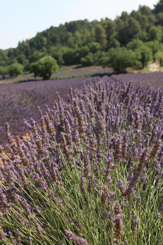 les lauriers de Joelle Peyrolles-en-Provence france