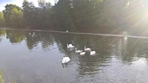 LES RIVES DE L'ISLE Saint-Astier france