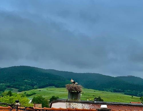 Les Toits du Rempart Eguisheim france